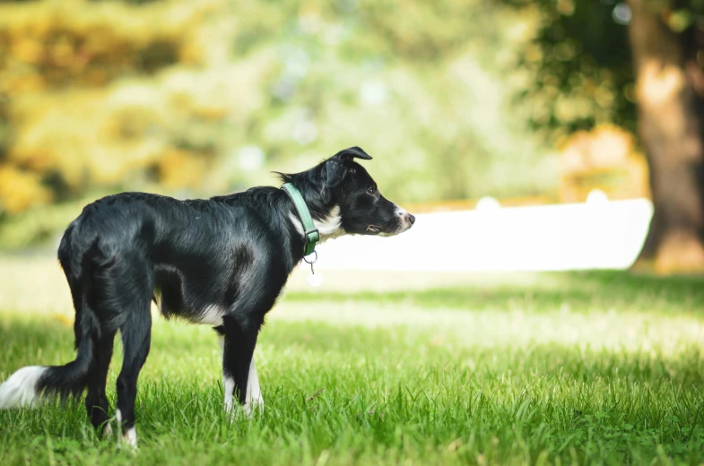 a black and white dog standing on top of a lush green field