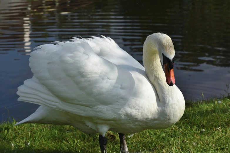 a white swan with its face slightly down is standing in grass near water