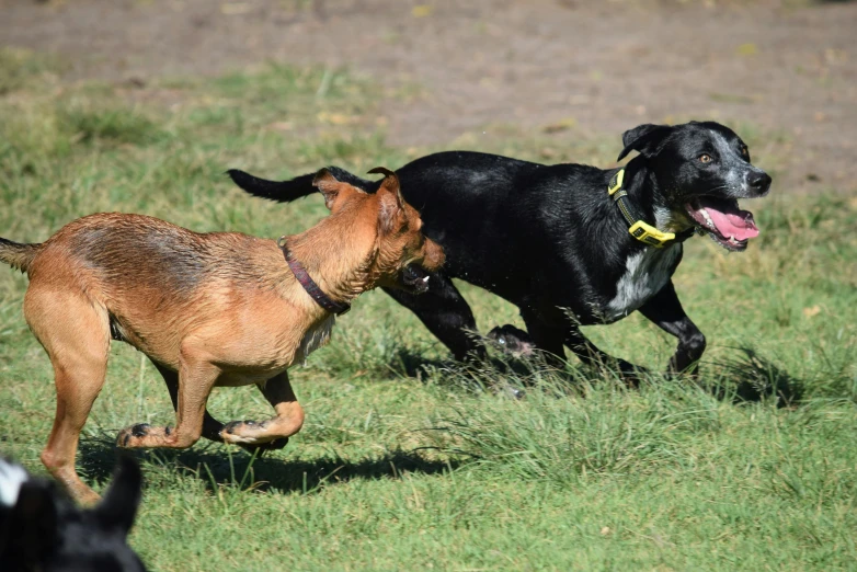two dogs running in grassy field with open mouth