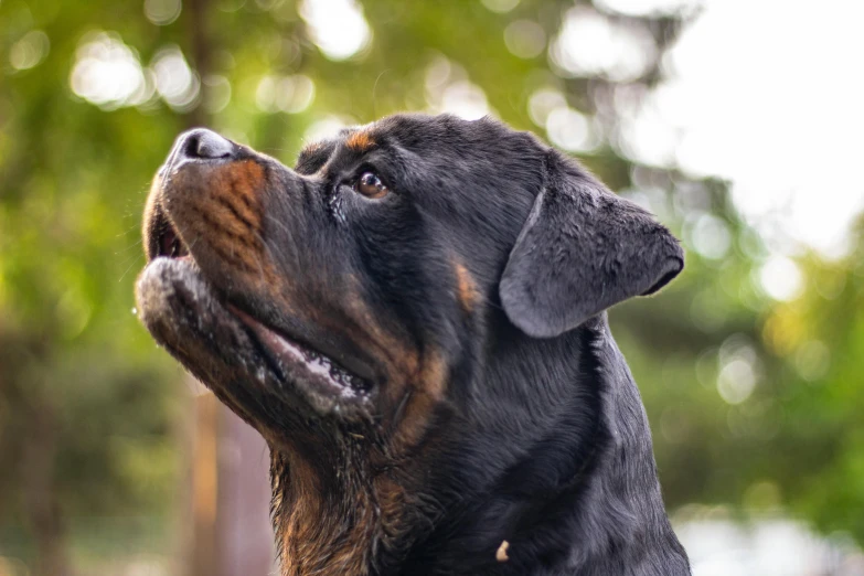 a dog is looking up at the sky