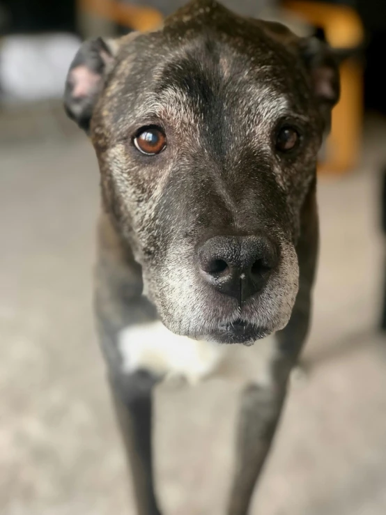 a dog stands in front of the camera