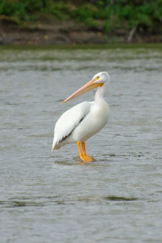 there is a bird standing in a river