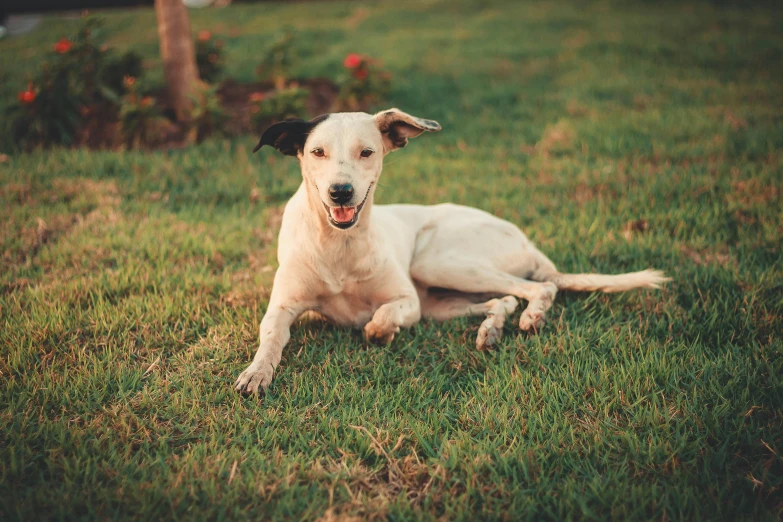 dog on the grass with his mouth open