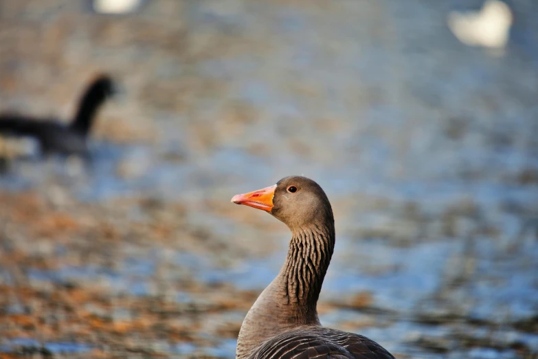 the ducks are walking on the grass by the water