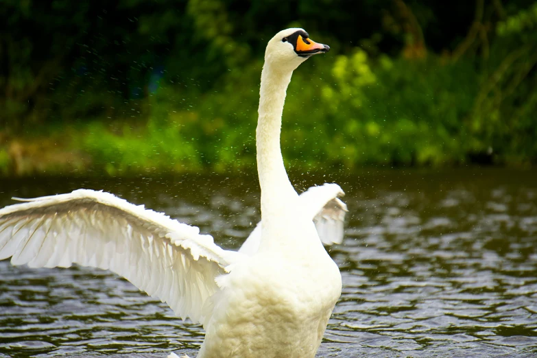 a swan is getting ready to land on the water