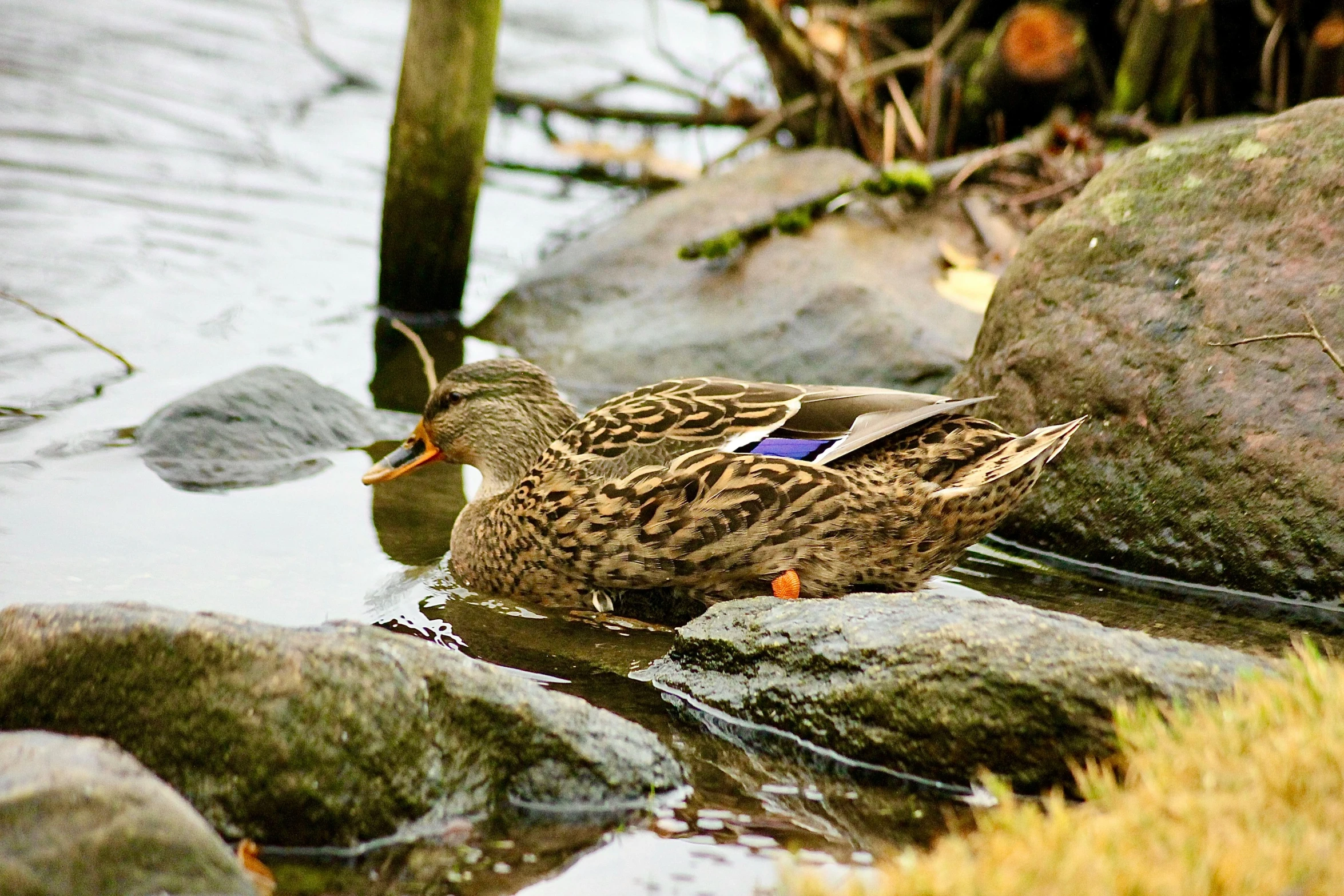 there is a duck in the water by rocks