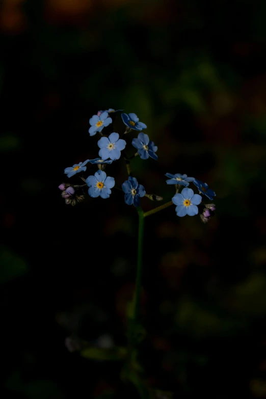 three small blue flowers are growing in the dark