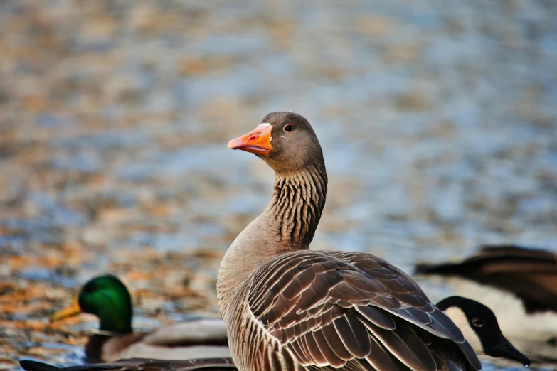 a duck with orange beak standing next to other ducks