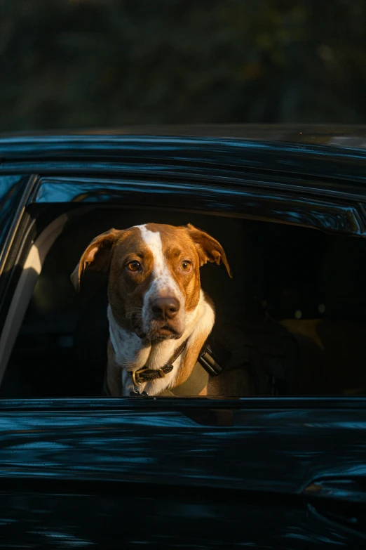 a dog is looking out of the window of a car