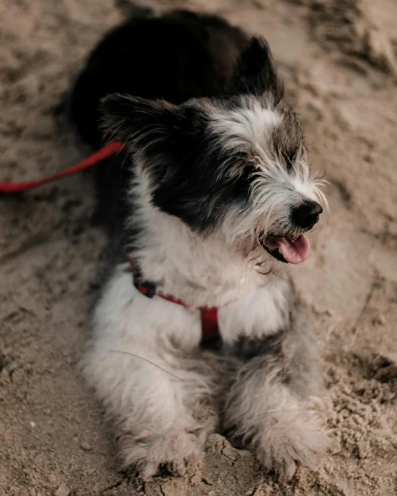 the small dog with its tongue out laying down in the sand