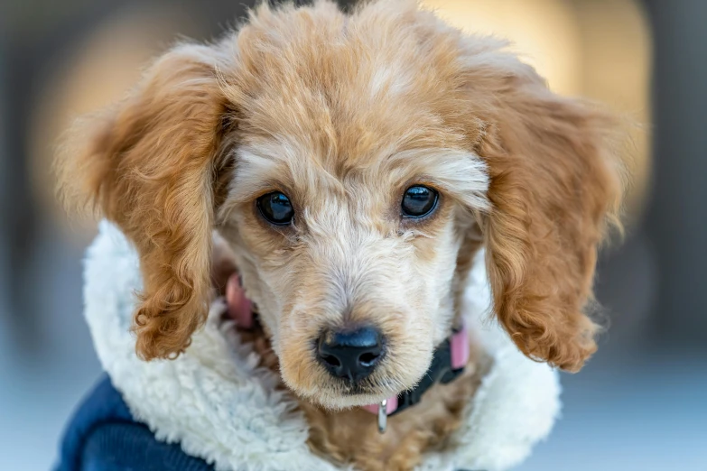 a brown dog wearing a sweater and a blue collar