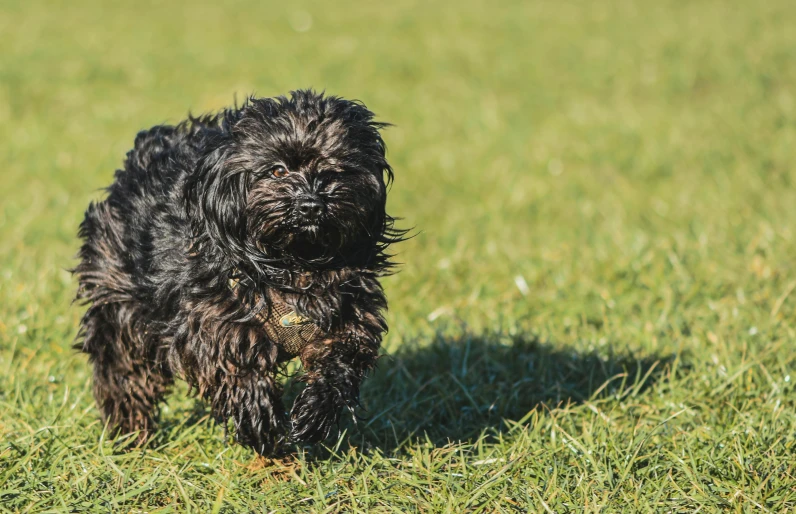 a black and grey dog running in the grass