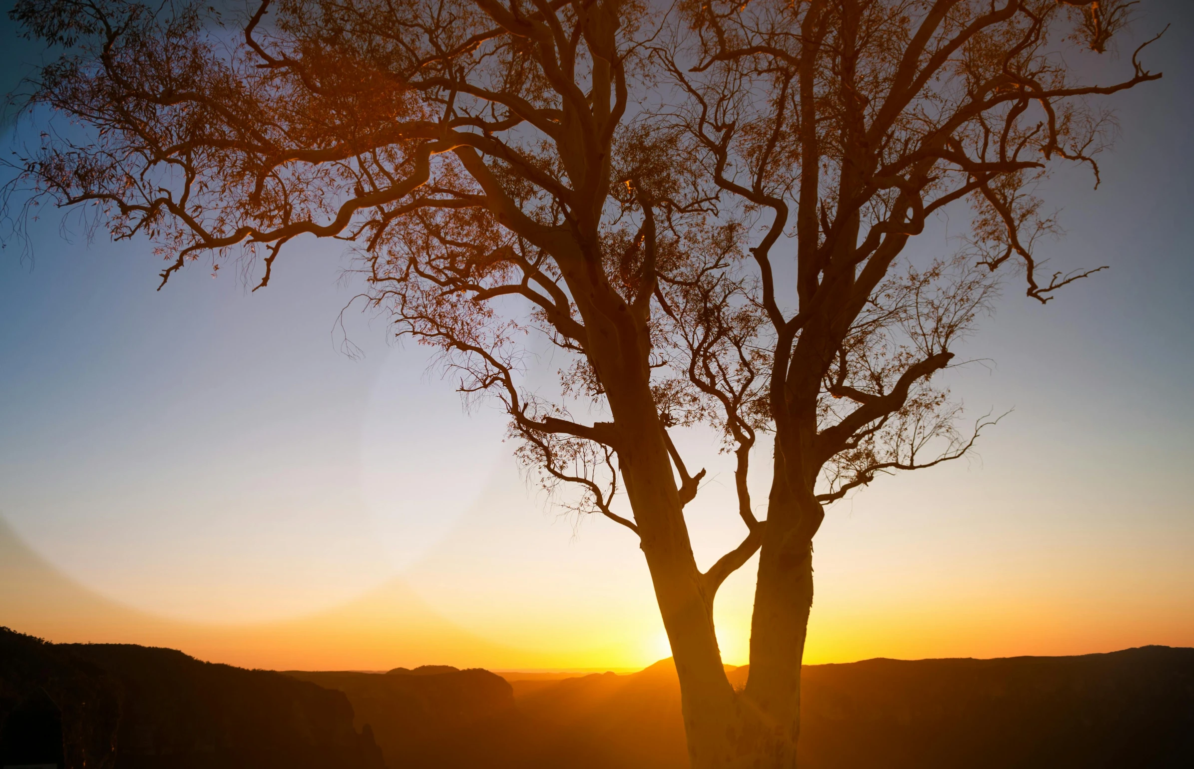 a lone tree against the background of a bright sunset