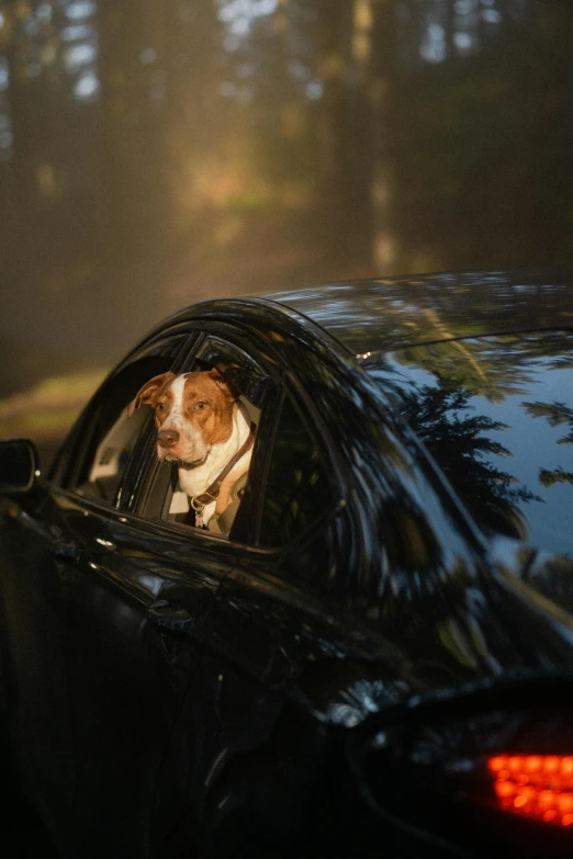 a dog looking out a car window on the street