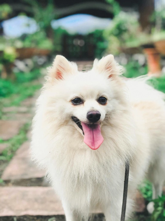 there is a white dog with his tongue out