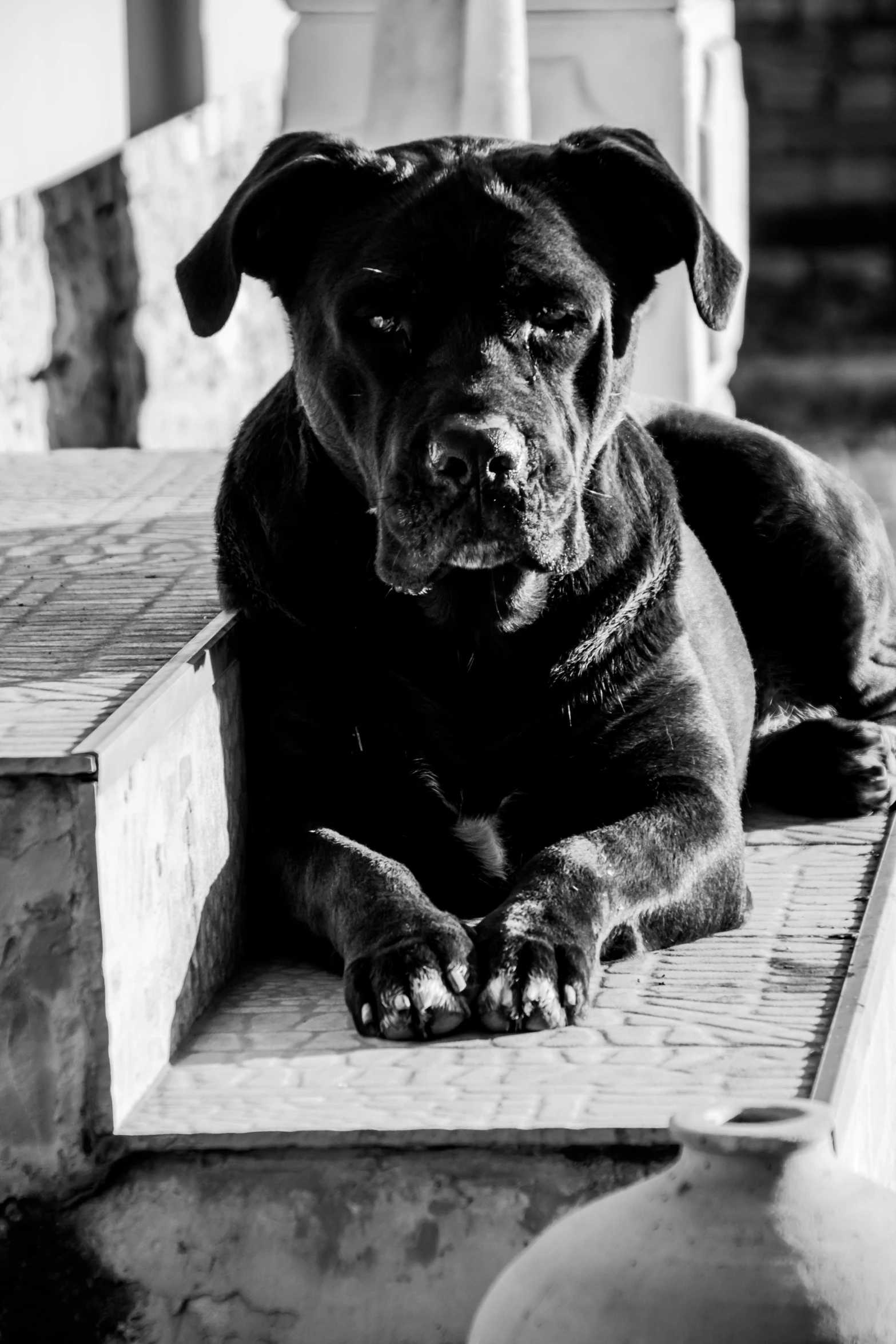 a dog is sitting in the shade on some steps