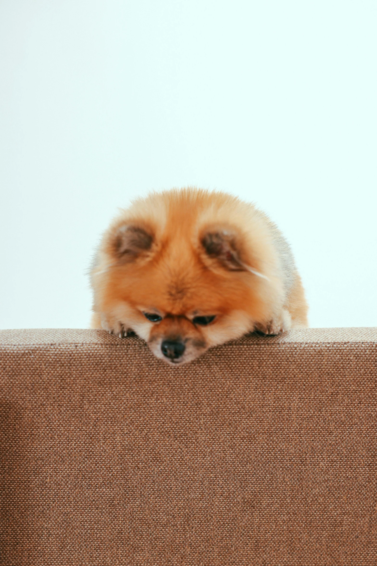 small brown dog sitting on couch looking down