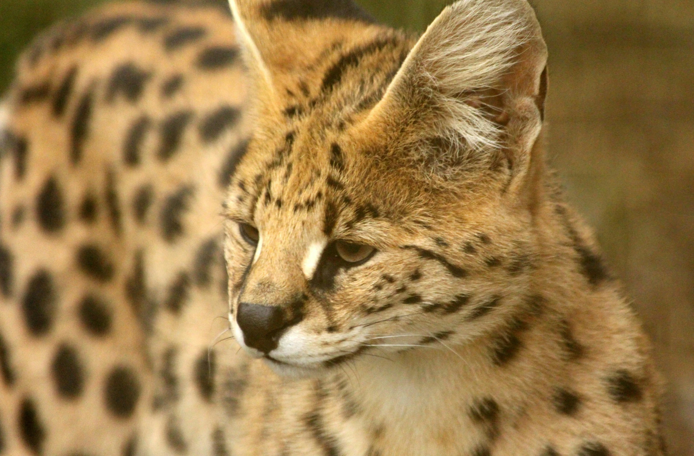 closeup of a small wild cat sitting in the sun