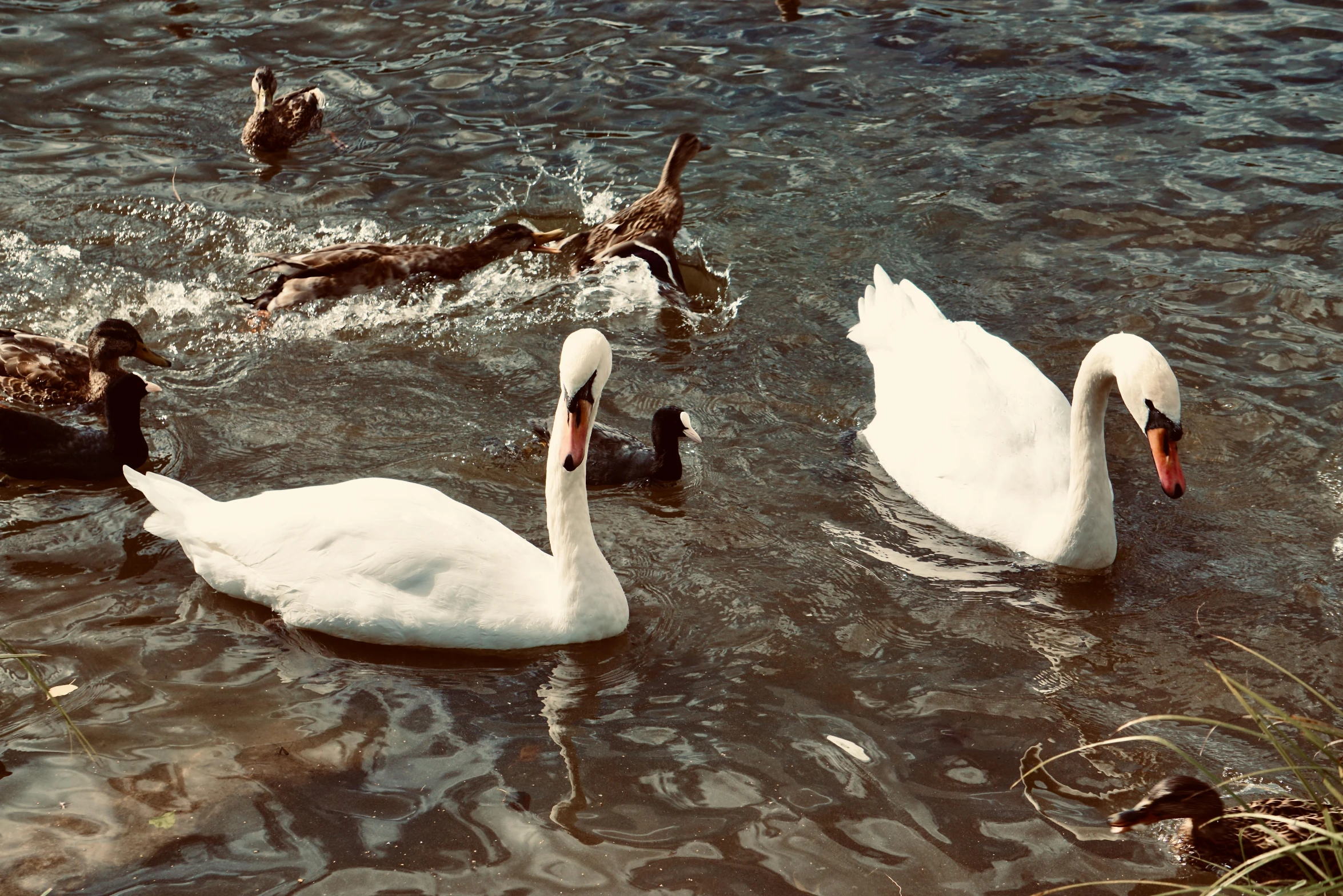 three swans swim in the water surrounded by ducks