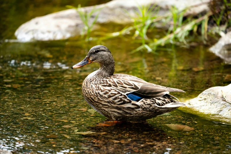 a duck is sitting on the water in the pond