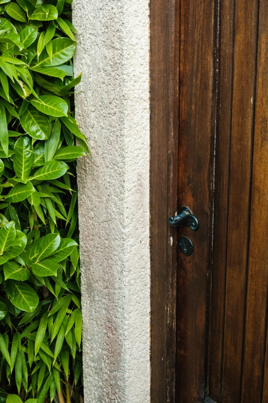 an image of a door in front of a wall of bushes
