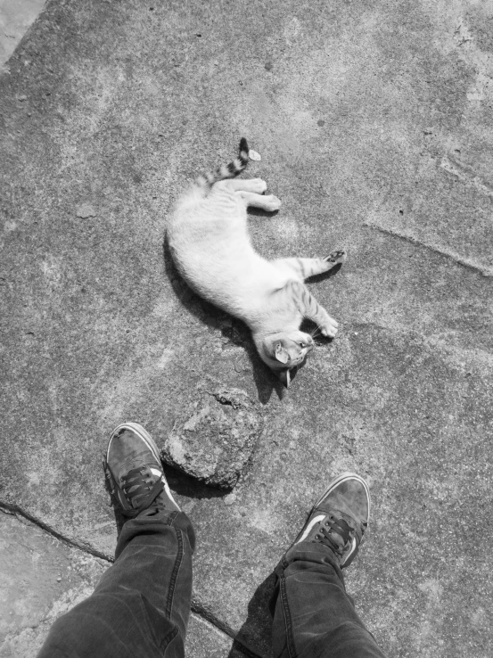 black and white pograph of person with cat lying on sidewalk