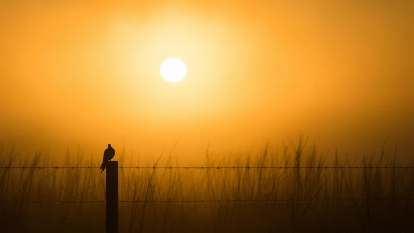 a bird sits on top of a fence post