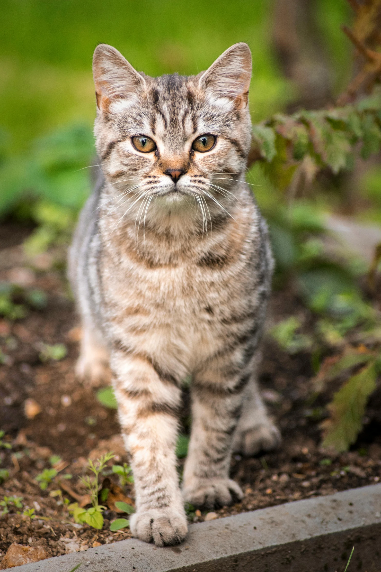 a small grey and black cat walking around in the grass