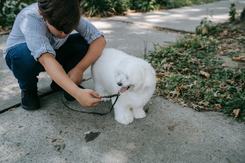 a boy playing with a dog on the sidewalk