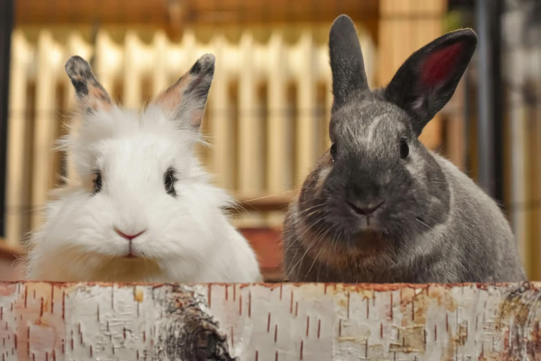 two rabbits in a fenced in area with trees