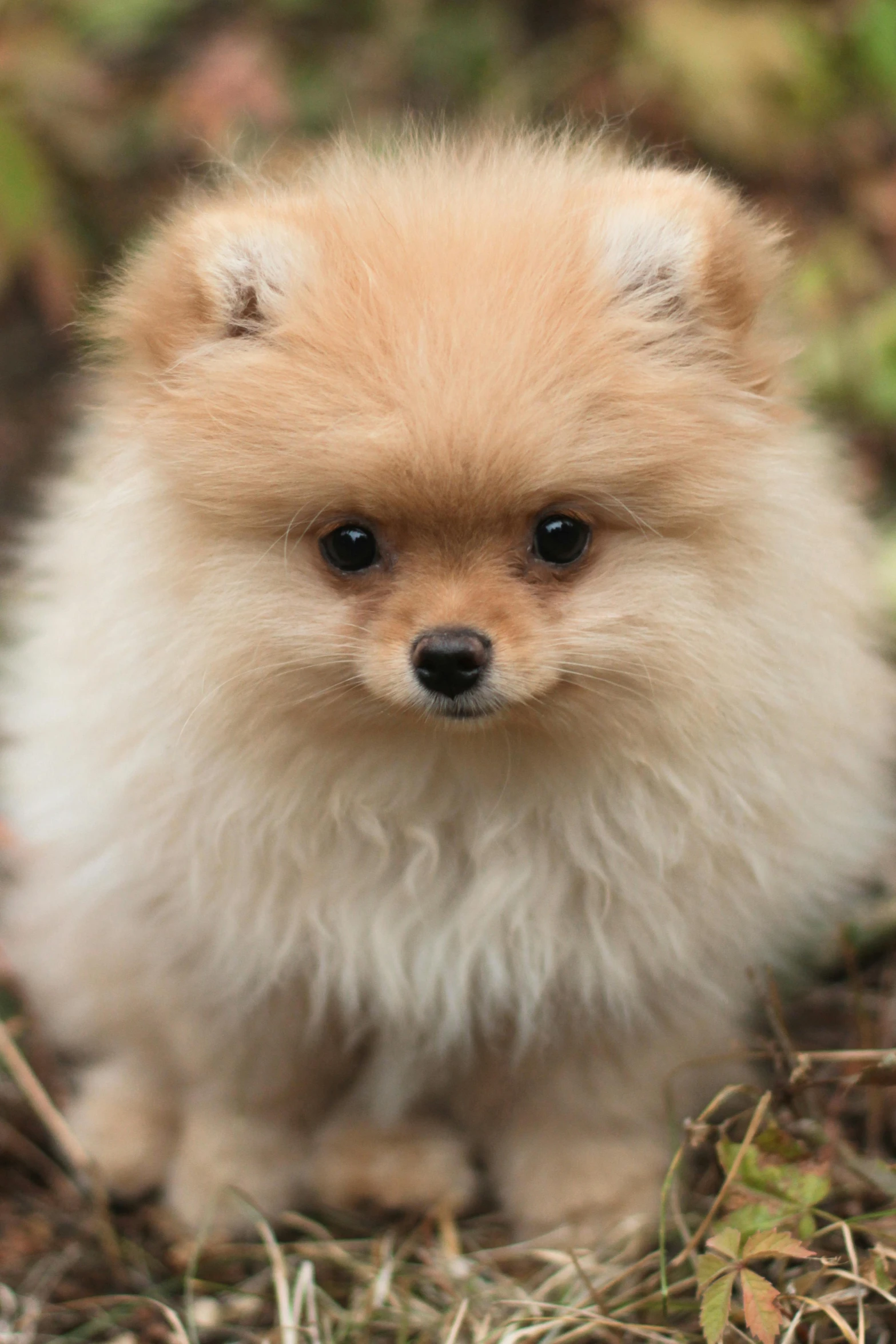 a fluffy little dog sitting on the ground