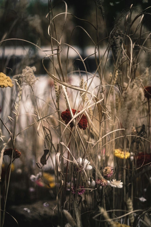 the back end of some long dead plants in the grass