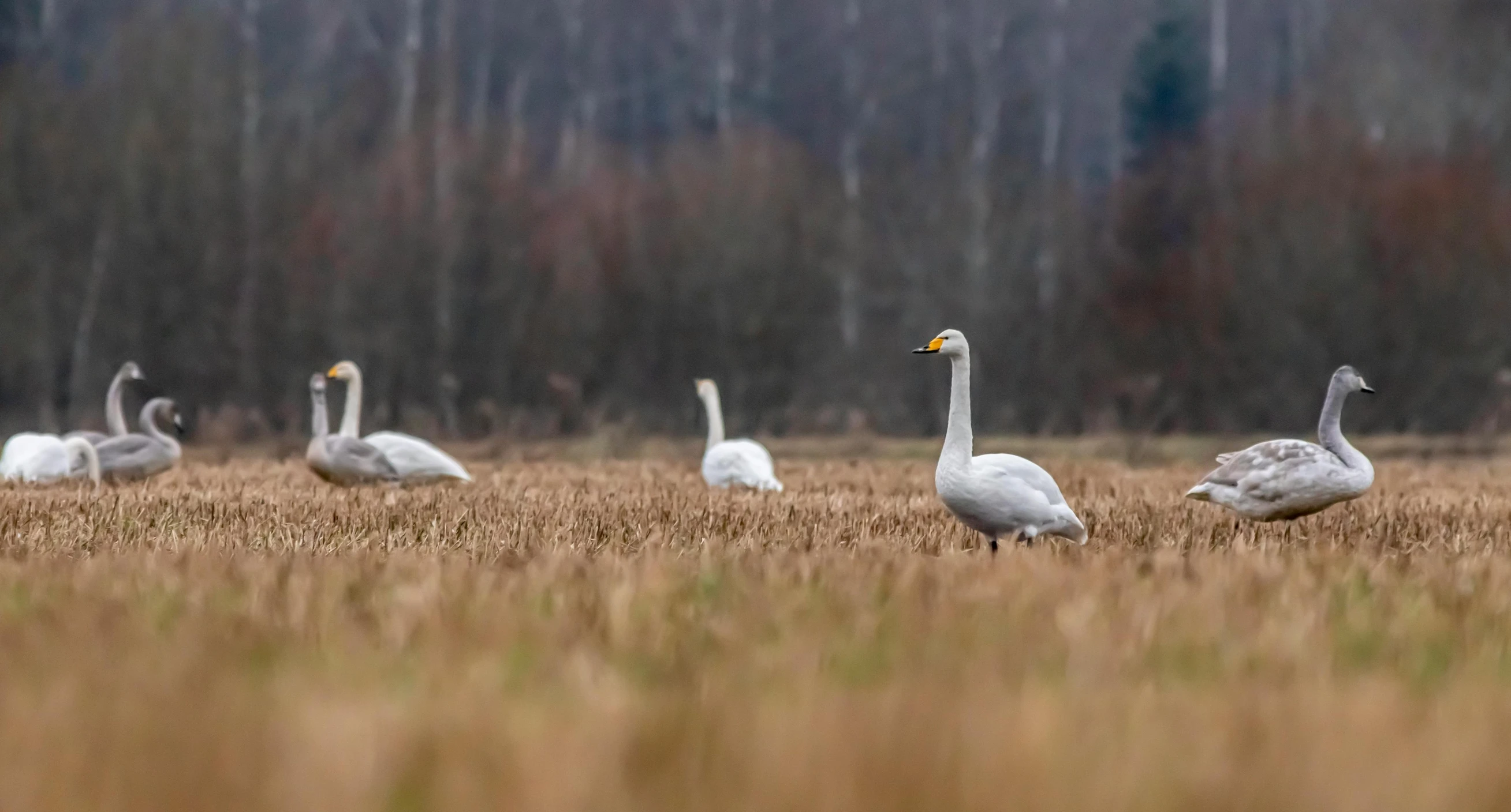 a group of ducks standing on top of a dry grass field