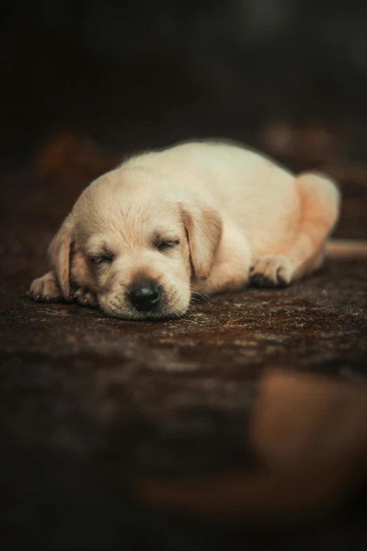 a puppy with sad eyes sleeps on the ground