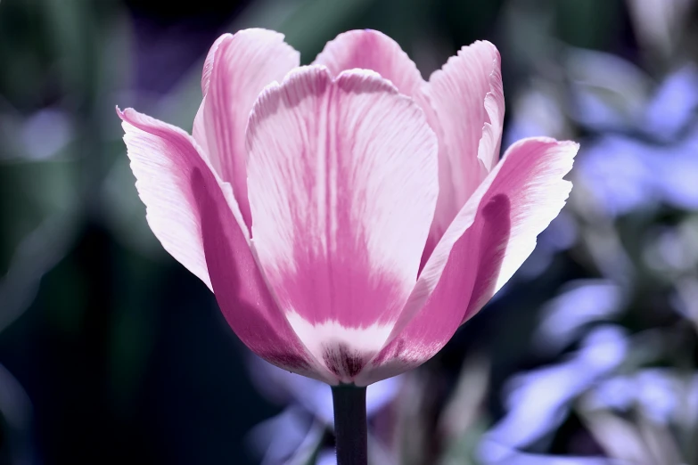 a large pink flower with purple and white details