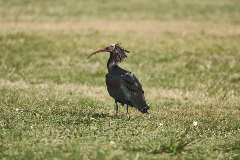 an adult standing in the grass with its mouth open