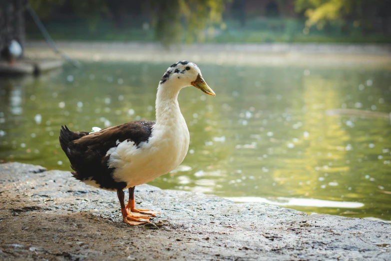 an orange and white duck by the water's edge