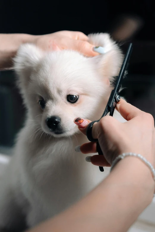 a woman  the hair of a white dog