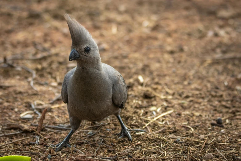 the bird is walking on dried grass in the open