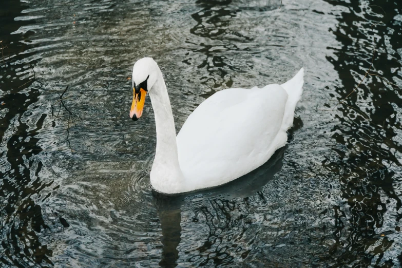 a swan swims along side its feathers in the water