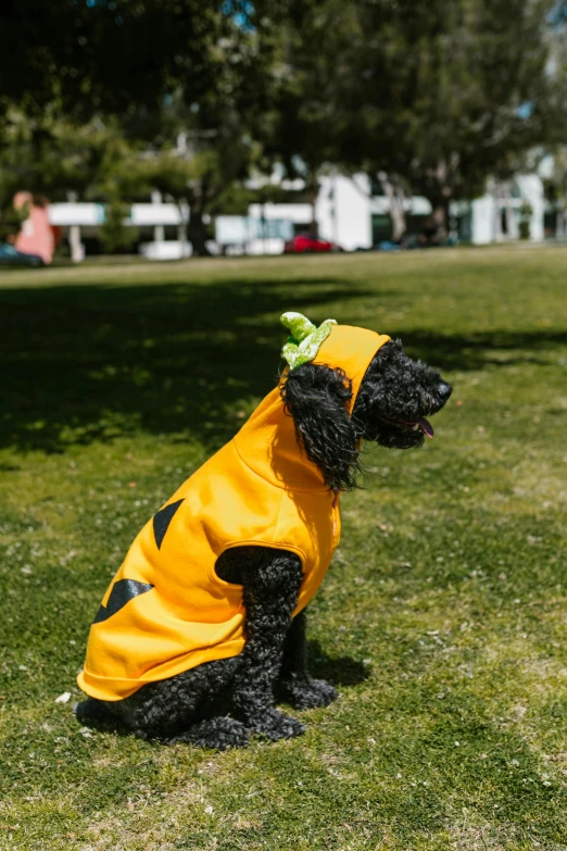 black dog in yellow raincoat sitting on the grass