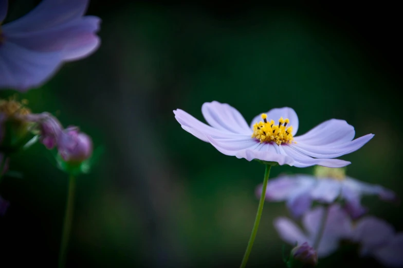 purple flowers in the field with a yellow center