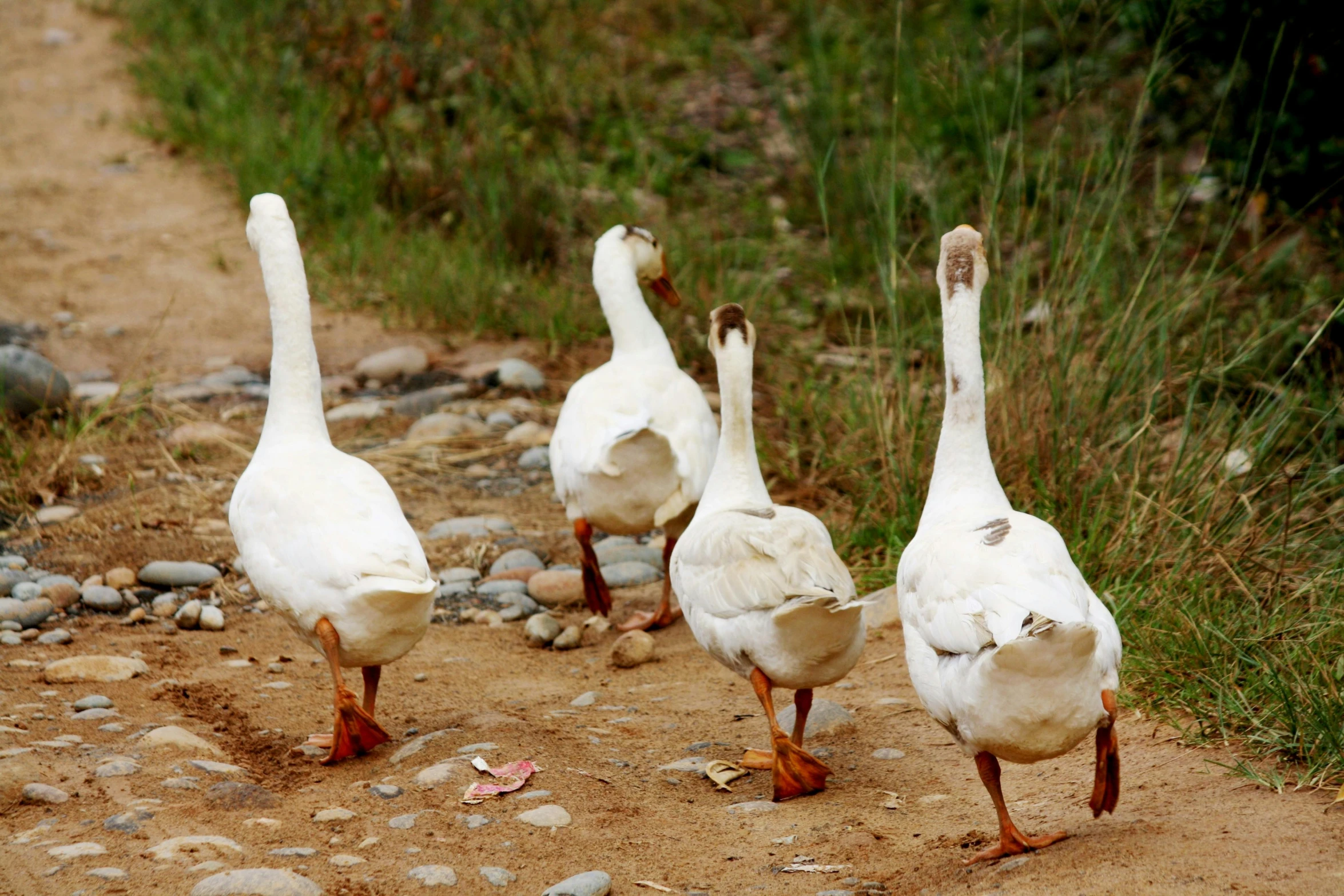 four geese stand on the dirt near a trail