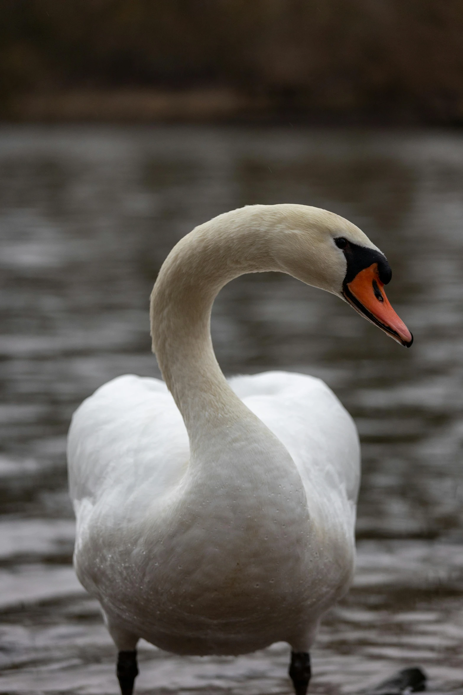 a white swan with orange beak floating on water