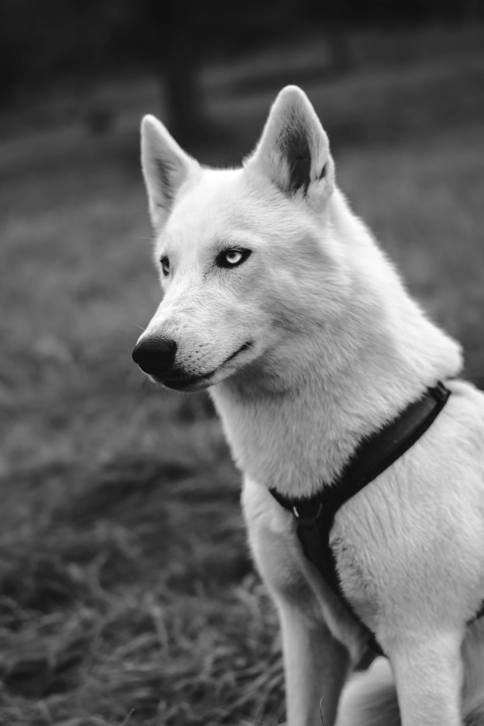 a black and white po of a dog looking off in the distance