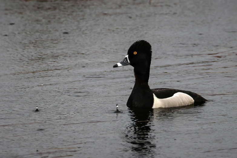 a duck with an orange eyes swims through water