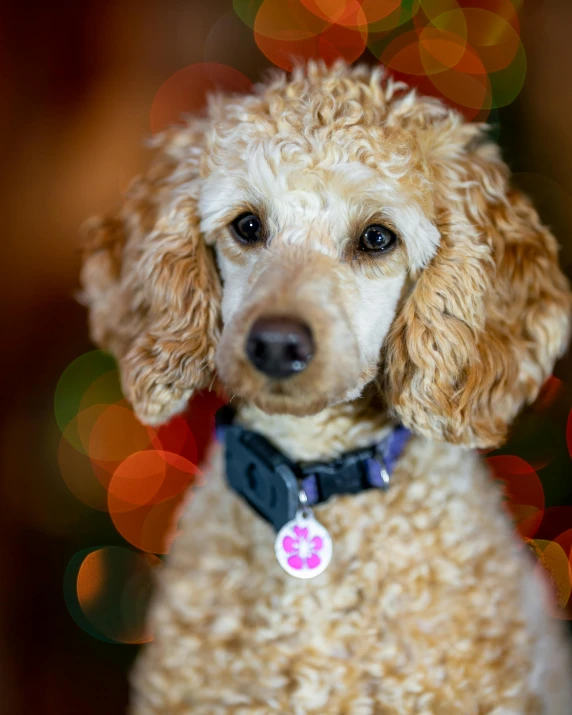 a curly haired dog has a black ribbon around his collar