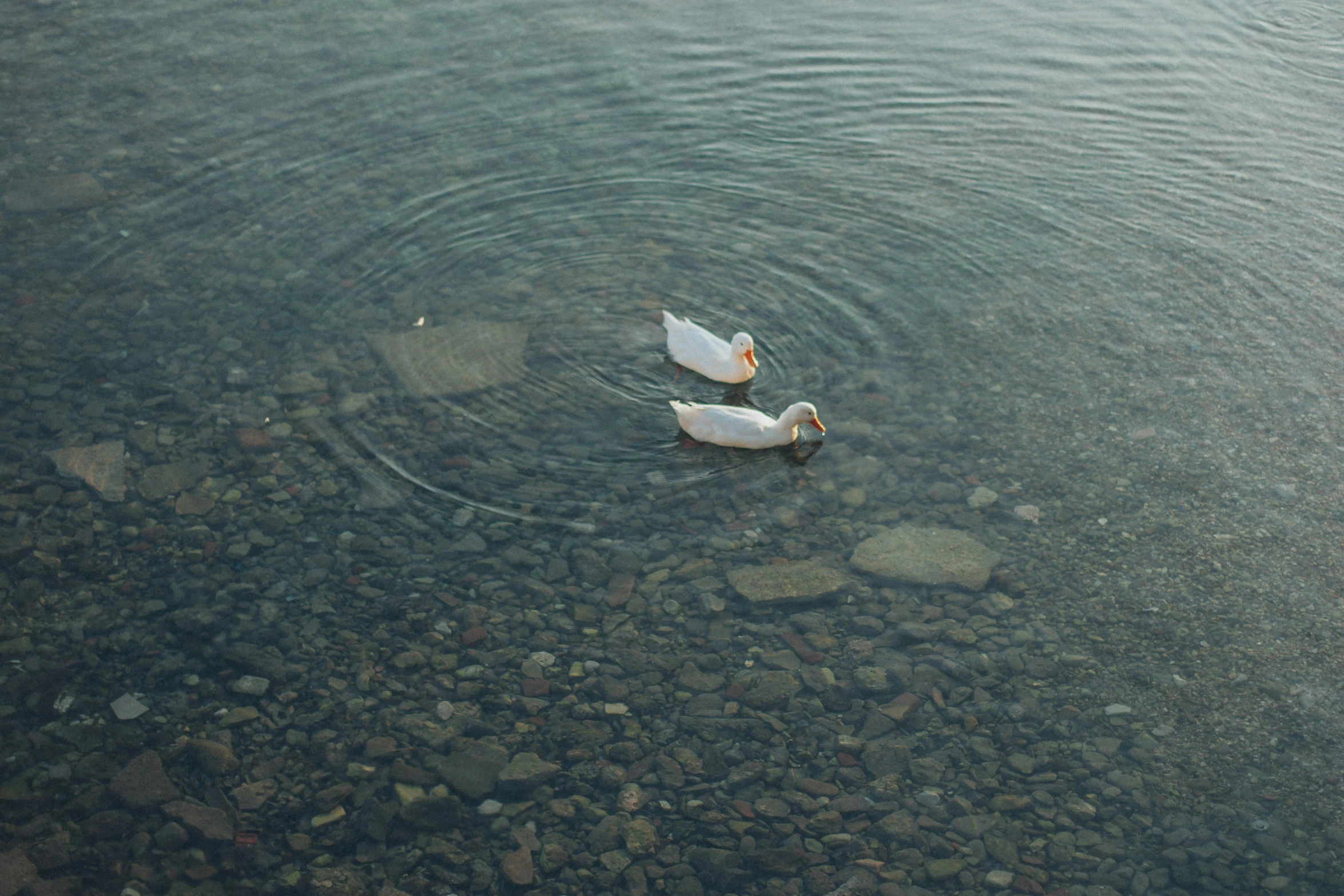 two white birds swimming in some clear water