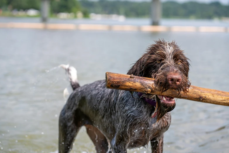 a wet dog carrying a stick in its mouth