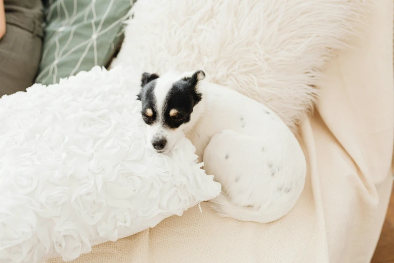 a dog is sleeping on a big white pillow